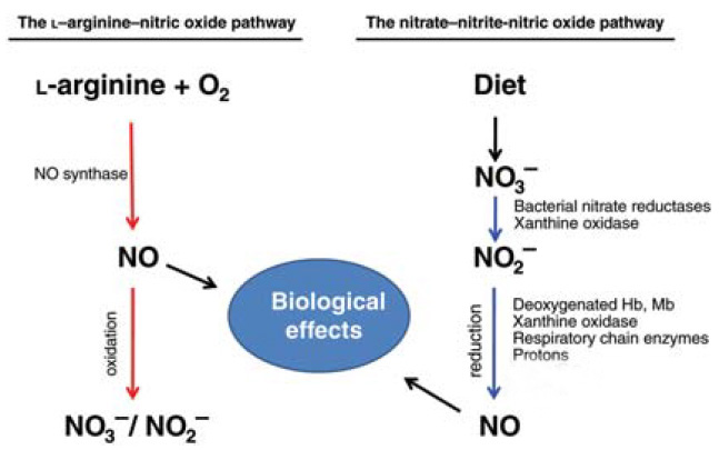 nitrate-nitrite-NO pathway